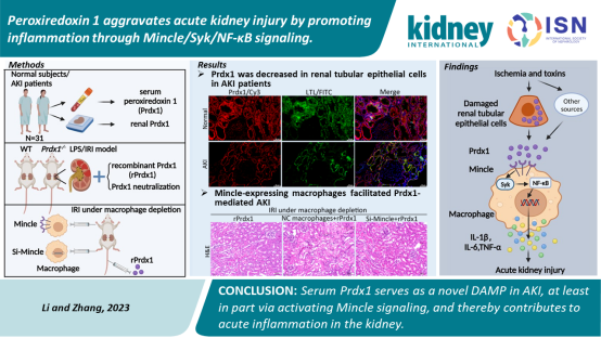 湘雅医院陶立坚、彭张哲团队发现Peroxiredoxin 1加重急性肾损伤的新机制-中南大学新闻网门户网站