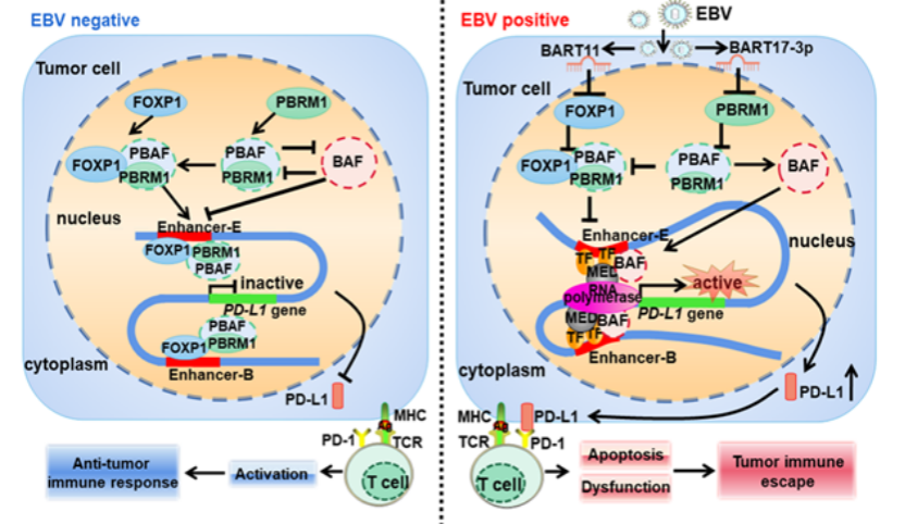 中南大学熊炜、曾朝阳团队揭示EB病毒致癌新机制